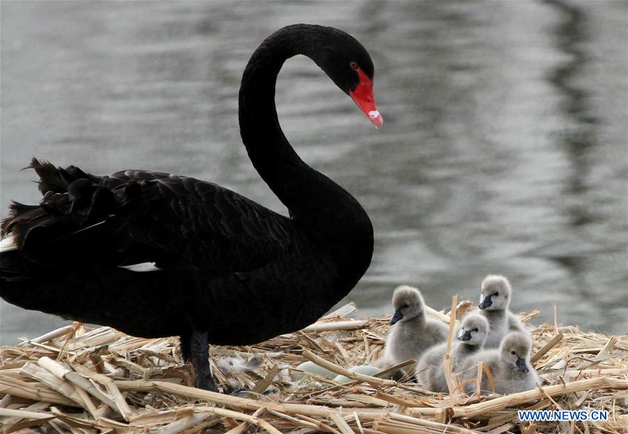 Cygnes noirs dans l'ancien Palais d'été à Beijing