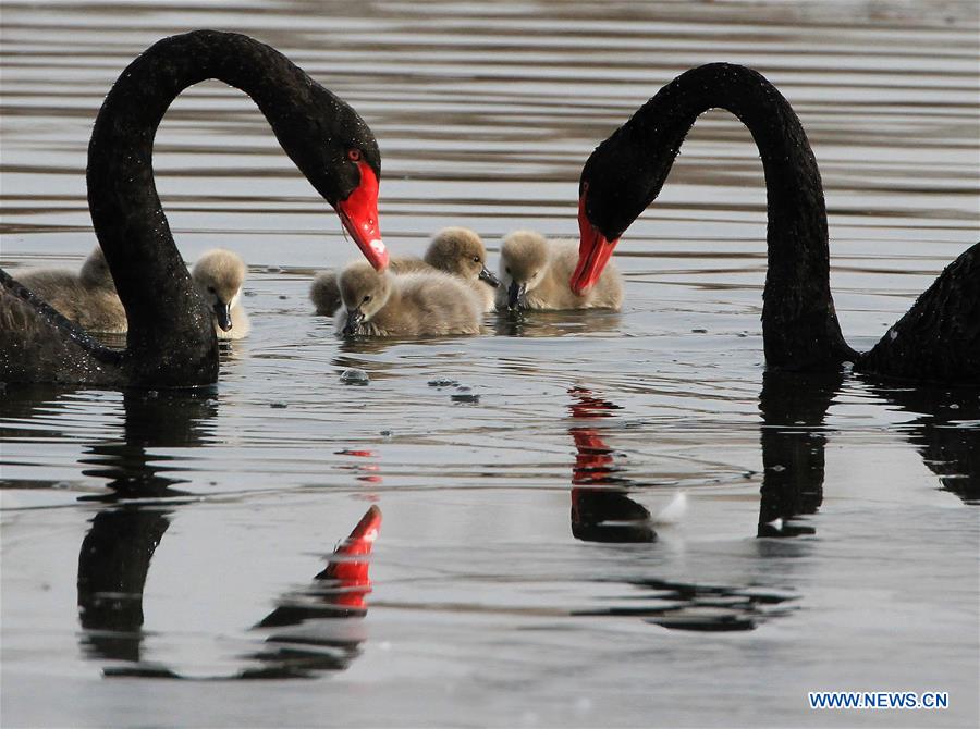 Cygnes noirs dans l'ancien Palais d'été à Beijing