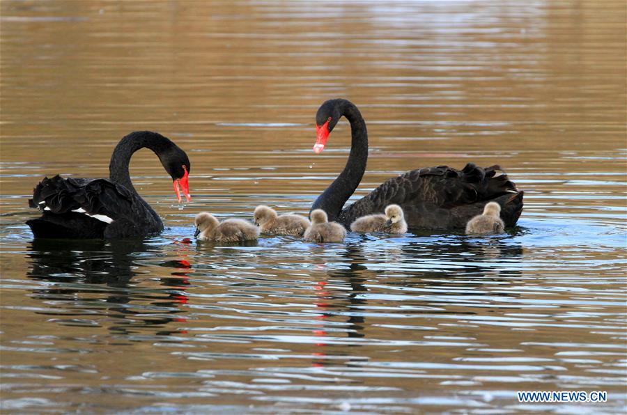 Cygnes noirs dans l'ancien Palais d'été à Beijing