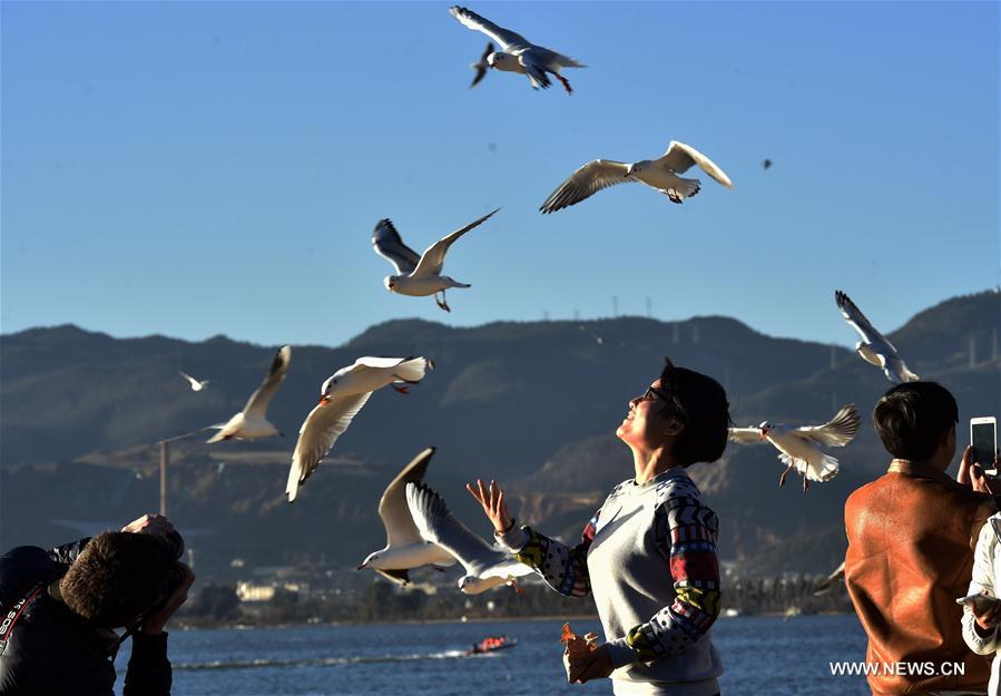 Chine : mouettes rieuses du lac Dianchi à Kunming