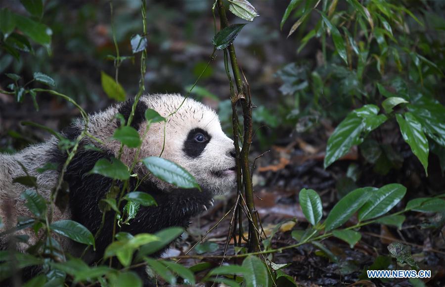 Bébés pandas dans le sud-ouest de la Chine