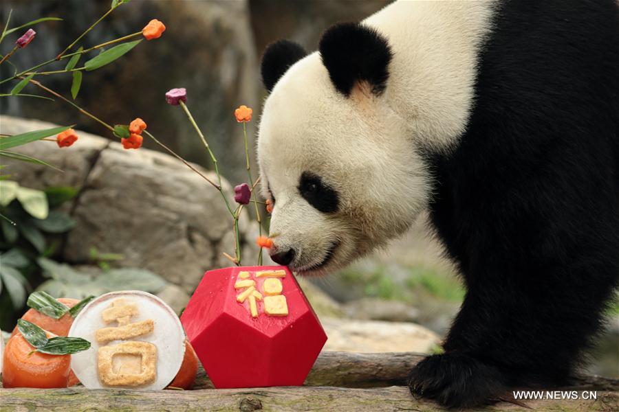 Chine : le repas de la fête du Printemps du panda "Le Le" à Hong Kong