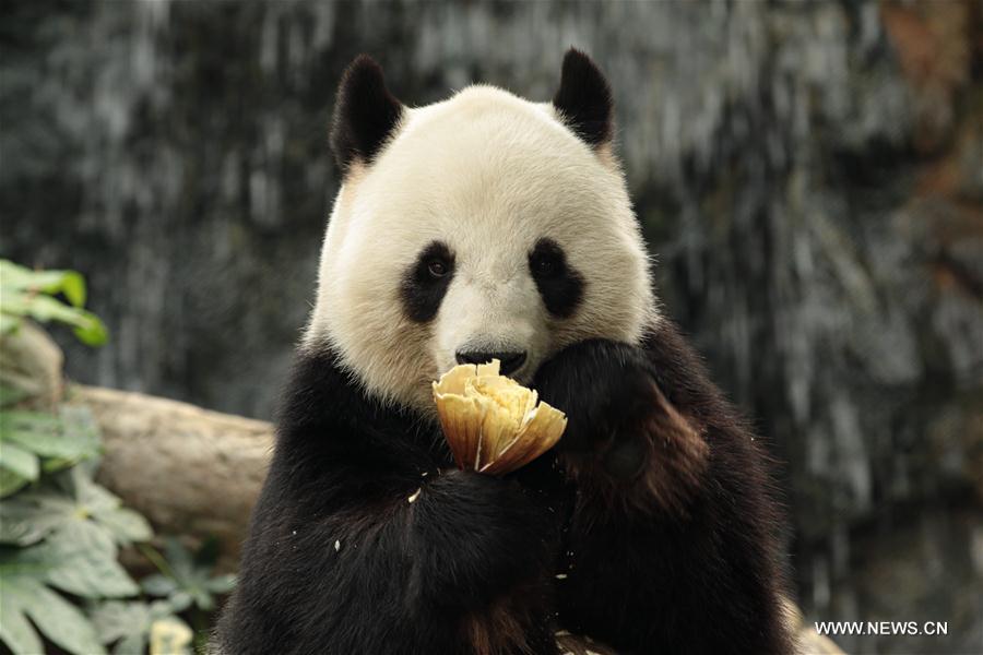 Chine : le repas de la fête du Printemps du panda "Le Le" à Hong Kong