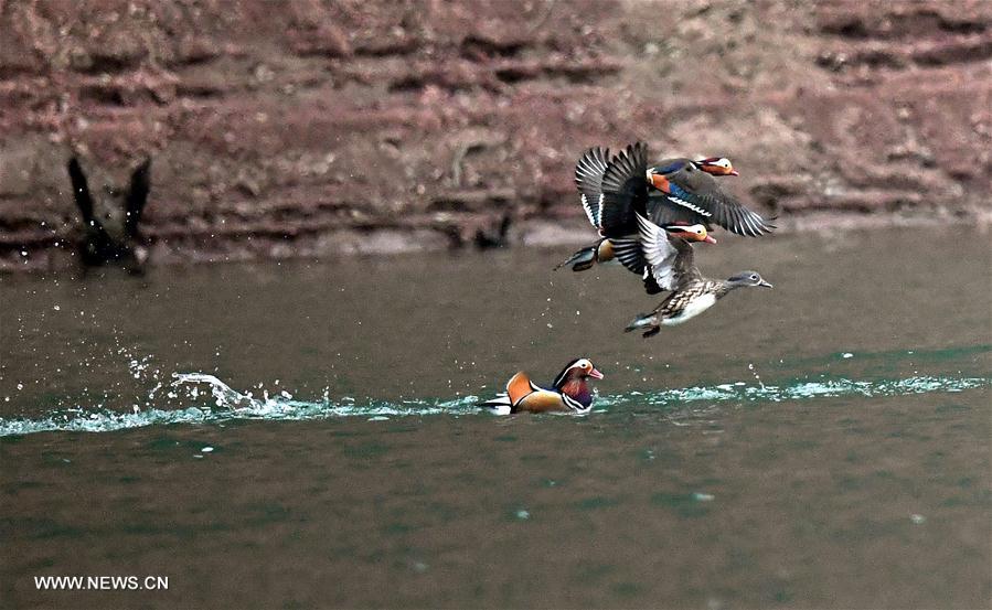 Chine : canards mandarins dans leur habitat d'hiver au Shaanxi