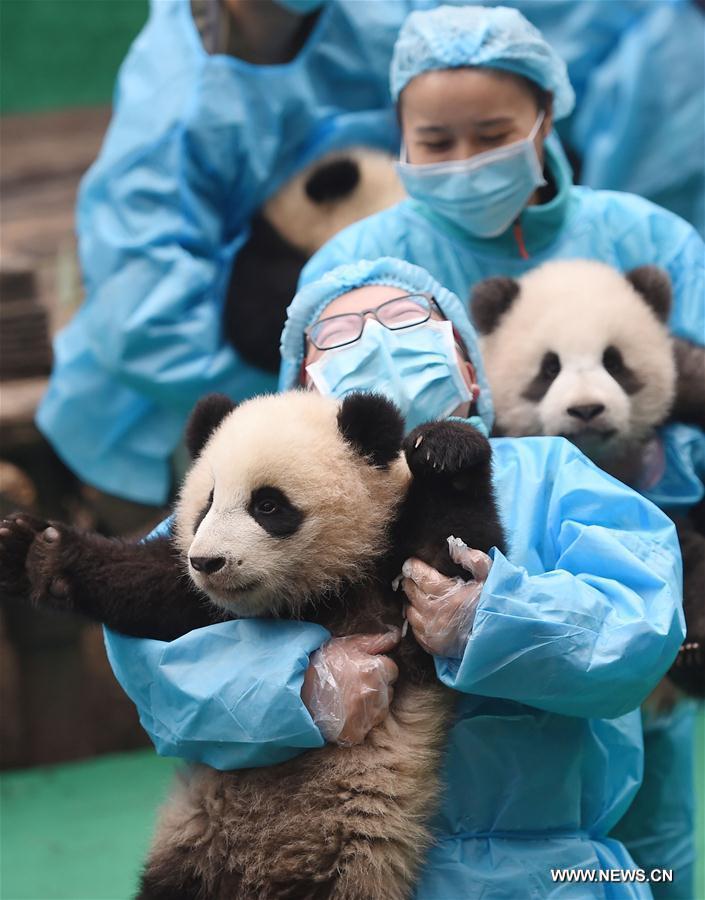 Bébés pandas dans une base de recherche du Sichuan 