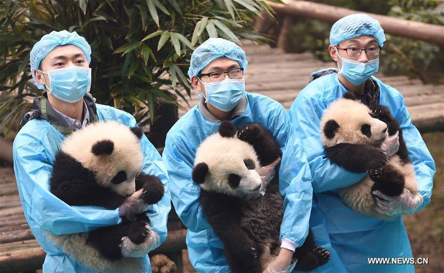 Bébés pandas dans une base de recherche du Sichuan 