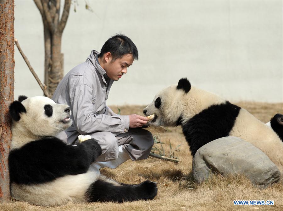 Des pandas reçoivent des friandises à l'approche de la fête du Printemps