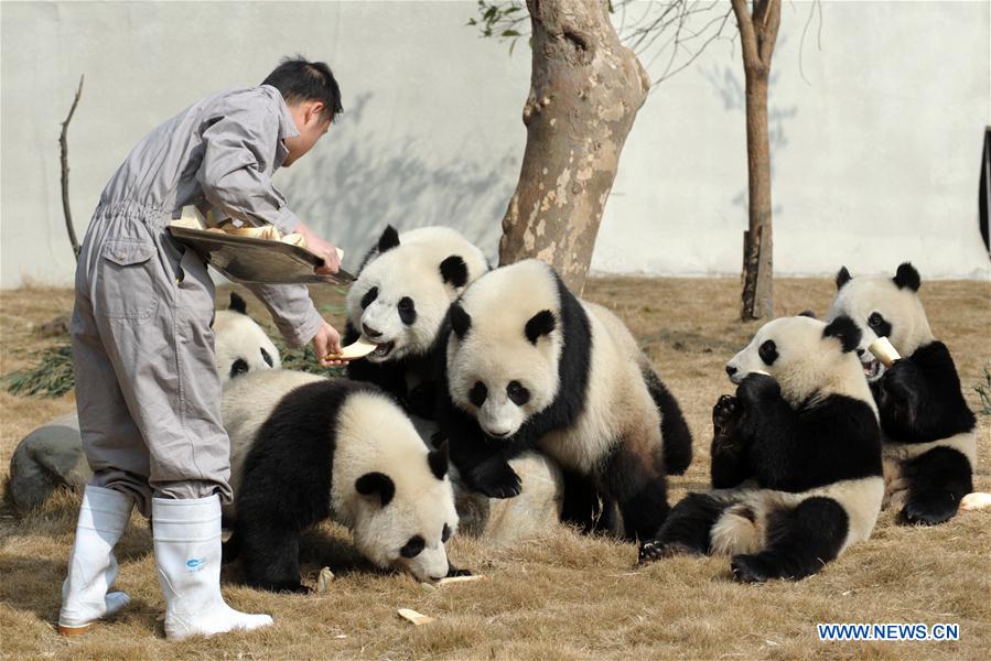 Des pandas reçoivent des friandises à l'approche de la fête du Printemps