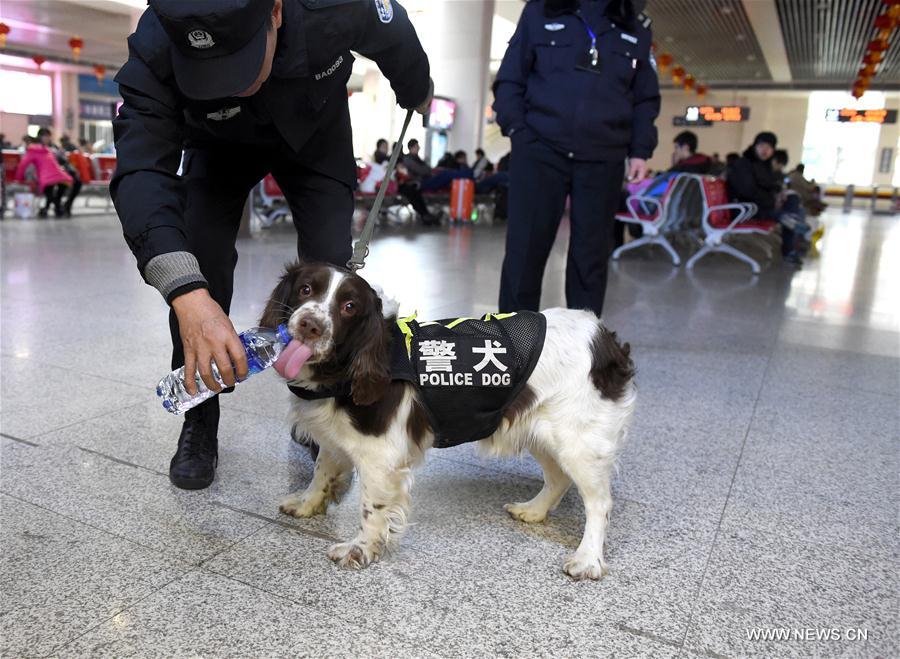 Chine : des chiens policiers en service à l'occasion de la fête du Printemps