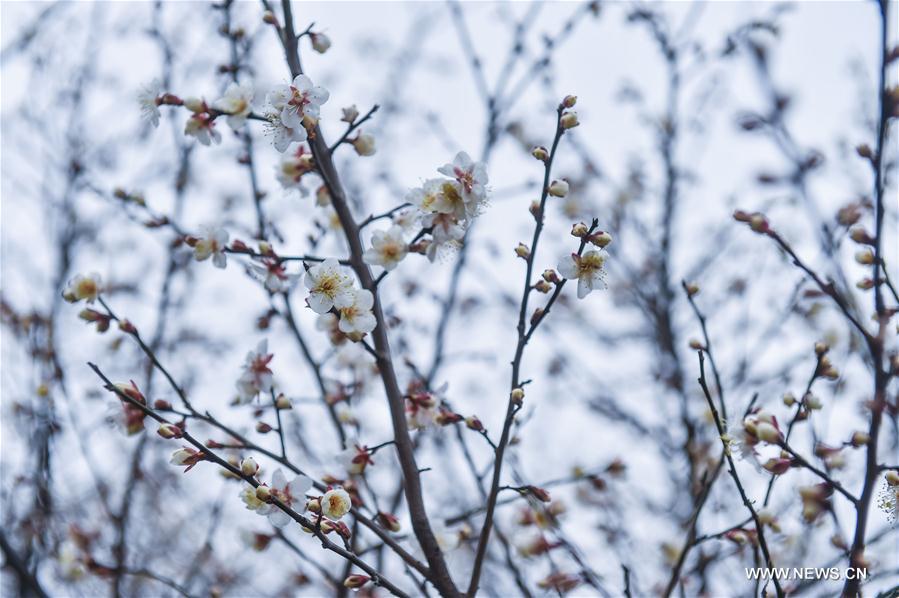 Chine : floraison des pruniers à Hangzhou
