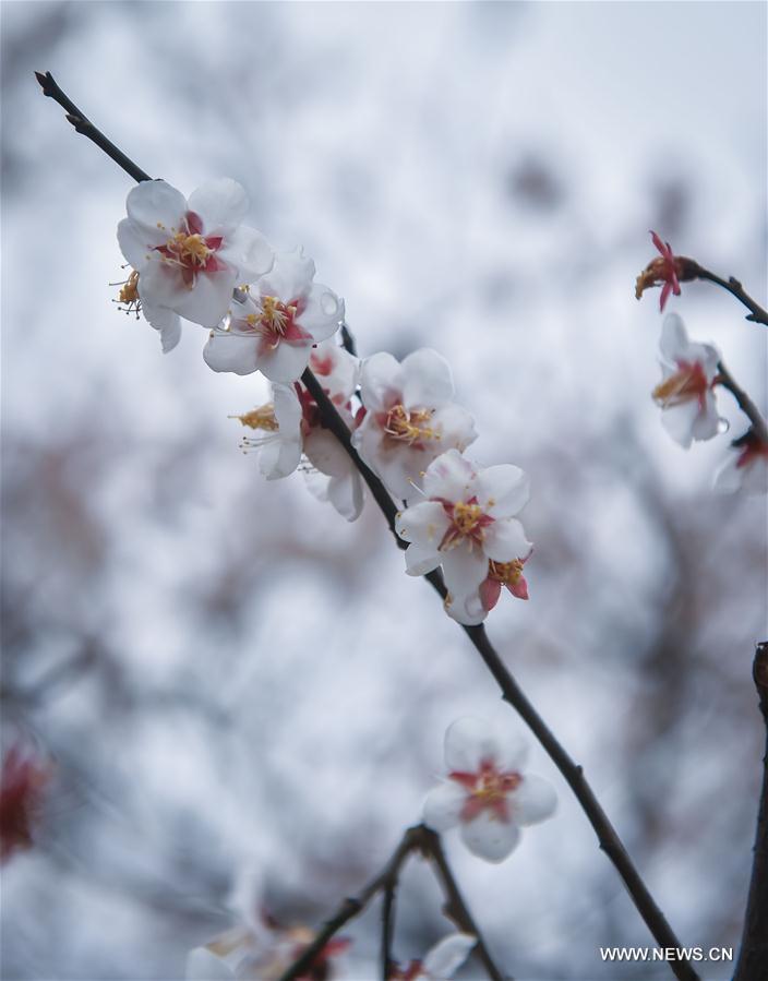 Chine : floraison des pruniers à Hangzhou