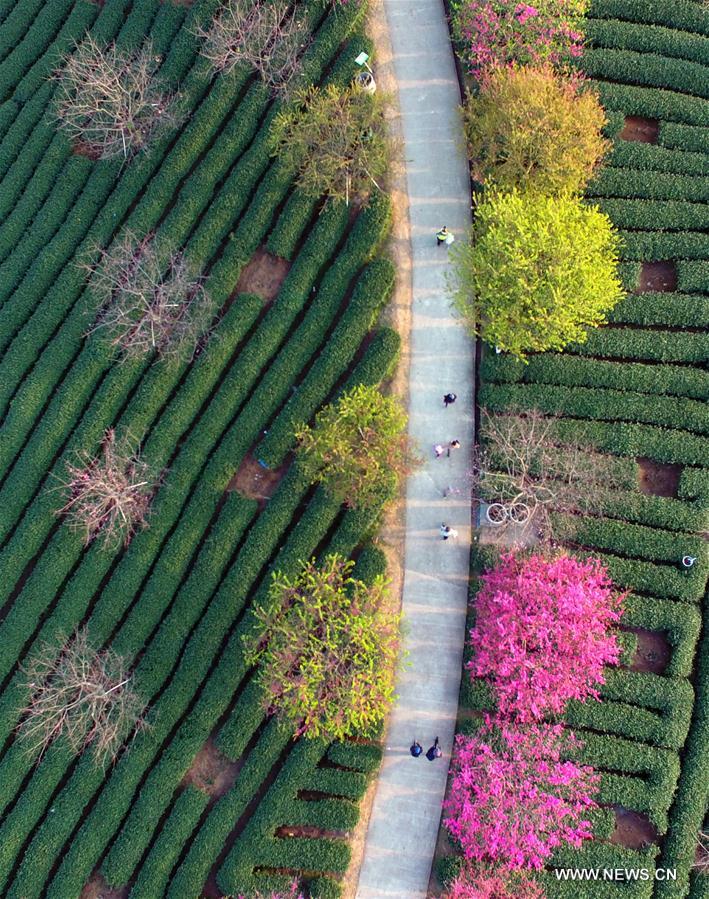 Cerisiers en fleurs dans une plantation de thé du Fujian