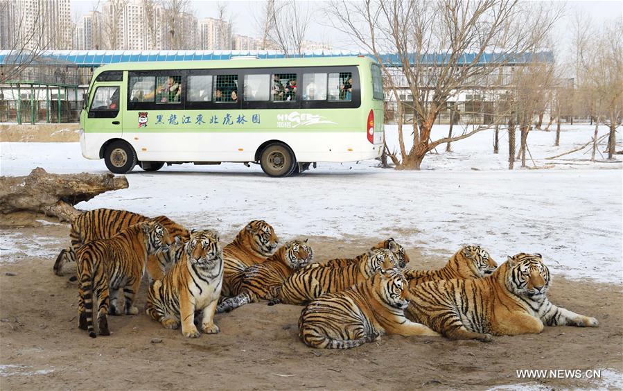 Chine : les tigres de Sibérie prennent du poids en hiver