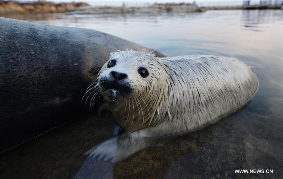 Un nouveau-né de l'espèce phoca largha au Shandong