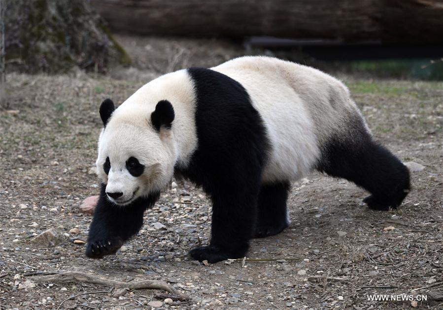 Le Parc zoologique national de Washington organise des activités pour dire adieu  au panda géant Baobao