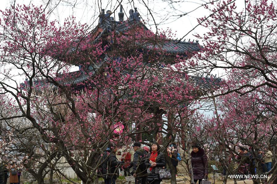 Fleurs de prunier dans l'est de la Chine