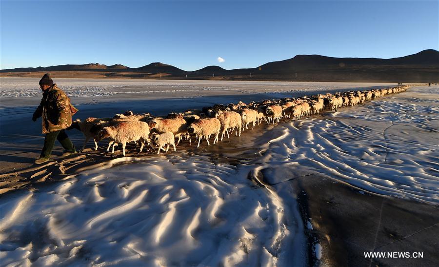Chine : transhumance annuelle des moutons sur un lac gelé au Tibet