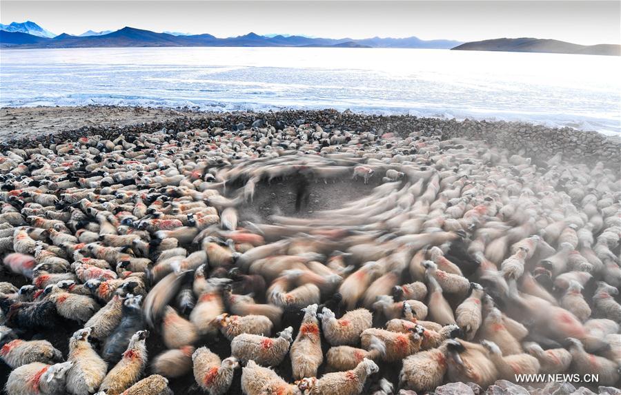 Chine : transhumance annuelle des moutons sur un lac gelé au Tibet