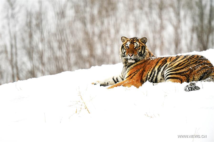 Chine : tigres de Sibérie dans un parc du nord-est