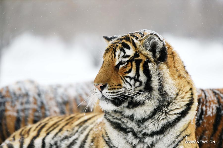 Chine : tigres de Sibérie dans un parc du nord-est
