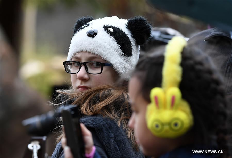 Etats-Unis : départ du panda géant Bao Bao pour la Chine