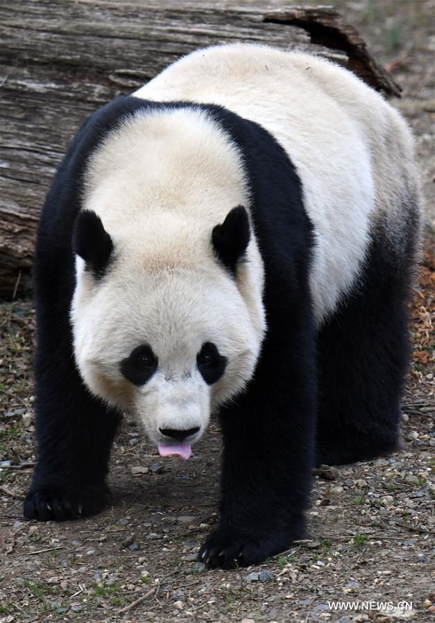 Etats-Unis : départ du panda géant Bao Bao pour la Chine
