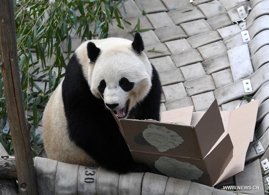 Etats-Unis : départ du panda géant Bao Bao pour la Chine