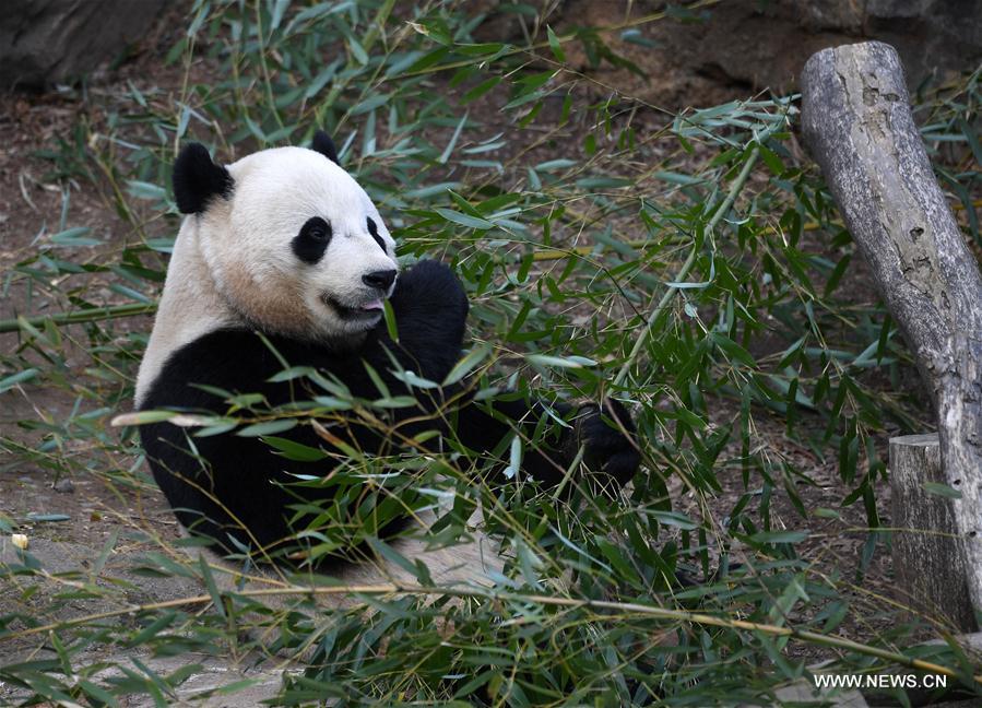 Etats-Unis : départ du panda géant Bao Bao pour la Chine