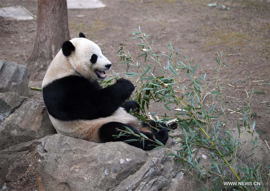 Etats-Unis : départ du panda géant Bao Bao pour la Chine