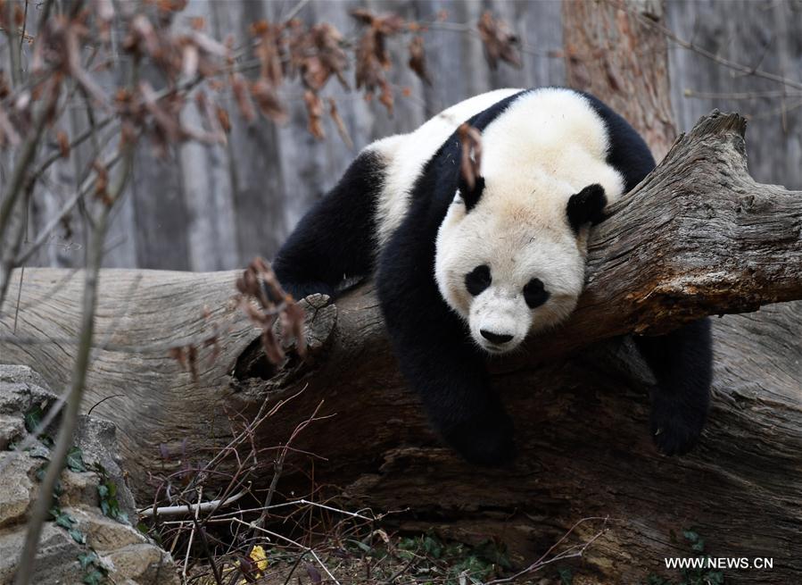 Etats-Unis : départ du panda géant Bao Bao pour la Chine