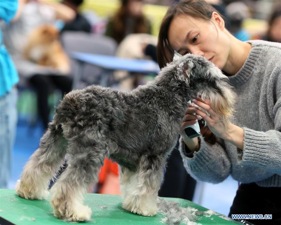 Chine : concours de beauté canin à Hong Kong