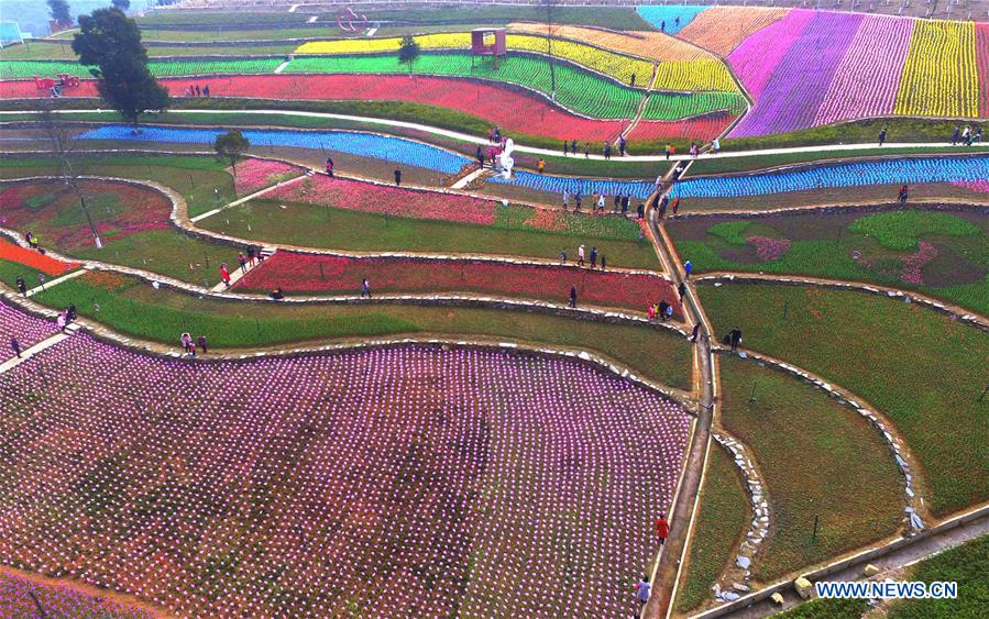 Champs multicolores de tulipes dans l'est de la Chine