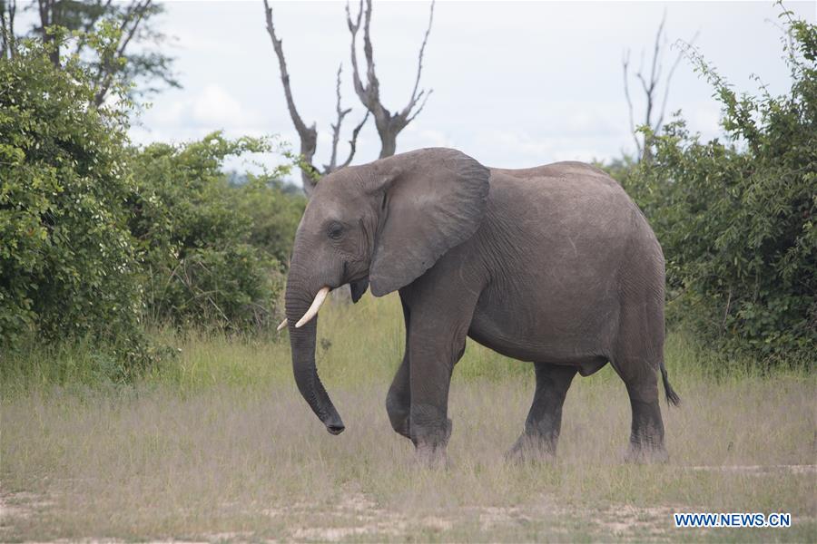Zambie : Parc national de Luangwa sud