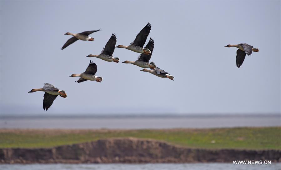 Chine : oiseaux migrateurs au Lac Dongting de l'Est