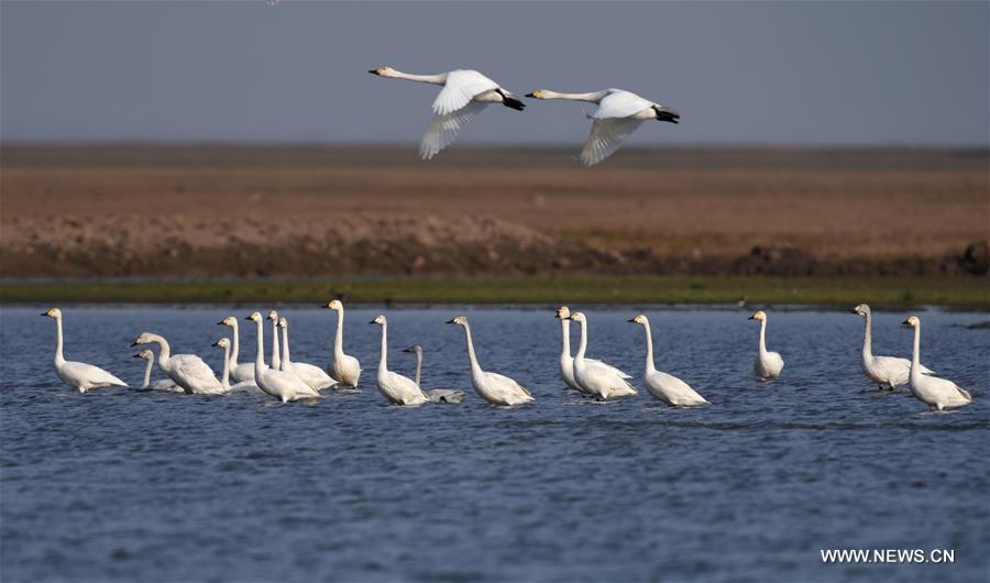 Chine : oiseaux migrateurs au Lac Dongting de l'Est