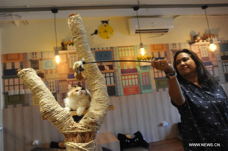 INDONESIA-SOUTH TANGERANG-CAT CAFE