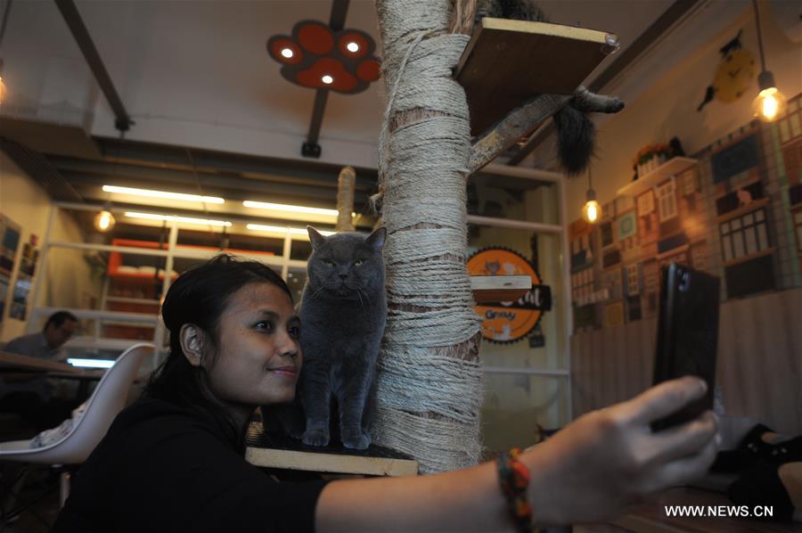 INDONESIA-SOUTH TANGERANG-CAT CAFE