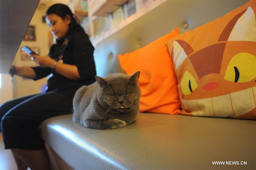 INDONESIA-SOUTH TANGERANG-CAT CAFE