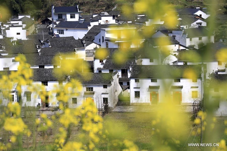 Champs de colza en fleurs en Chine