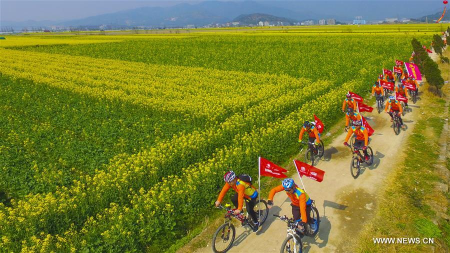 Champs de colza en fleurs en Chine