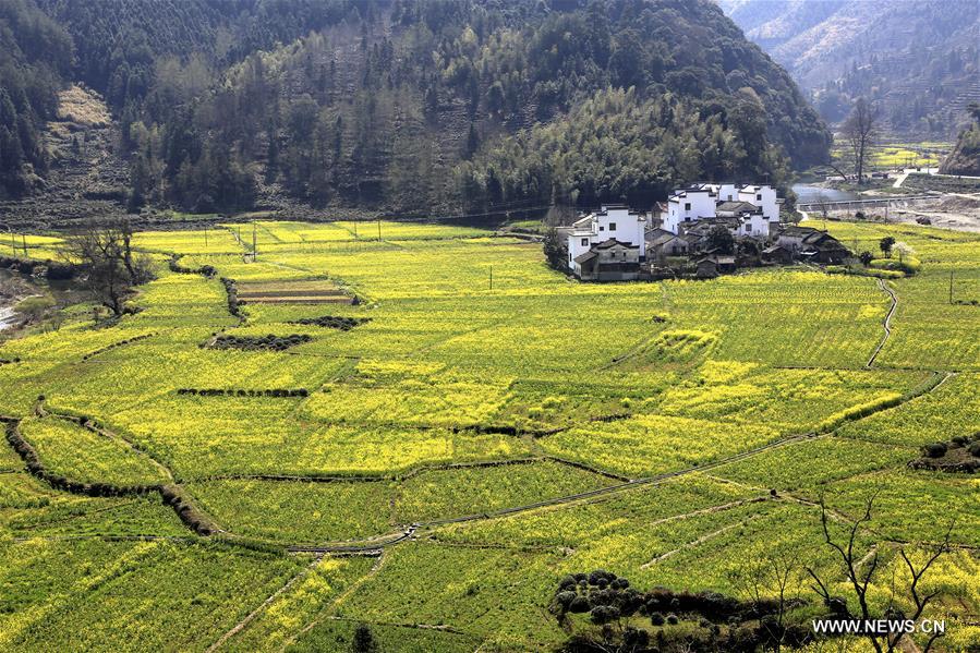 Champs de colza en fleurs en Chine