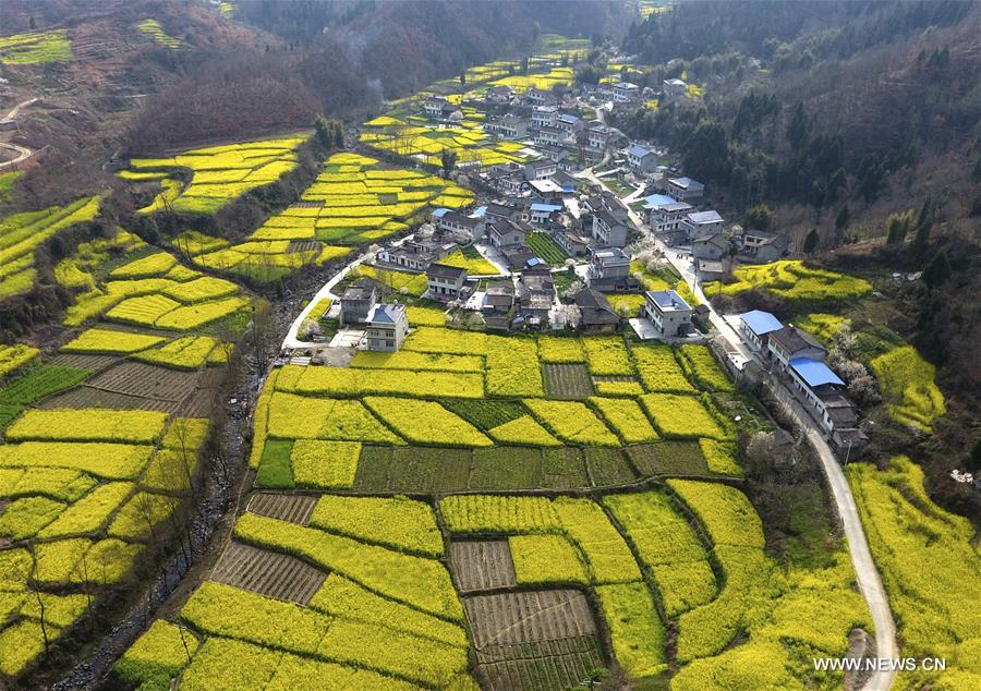 Champs de colza en fleurs en Chine