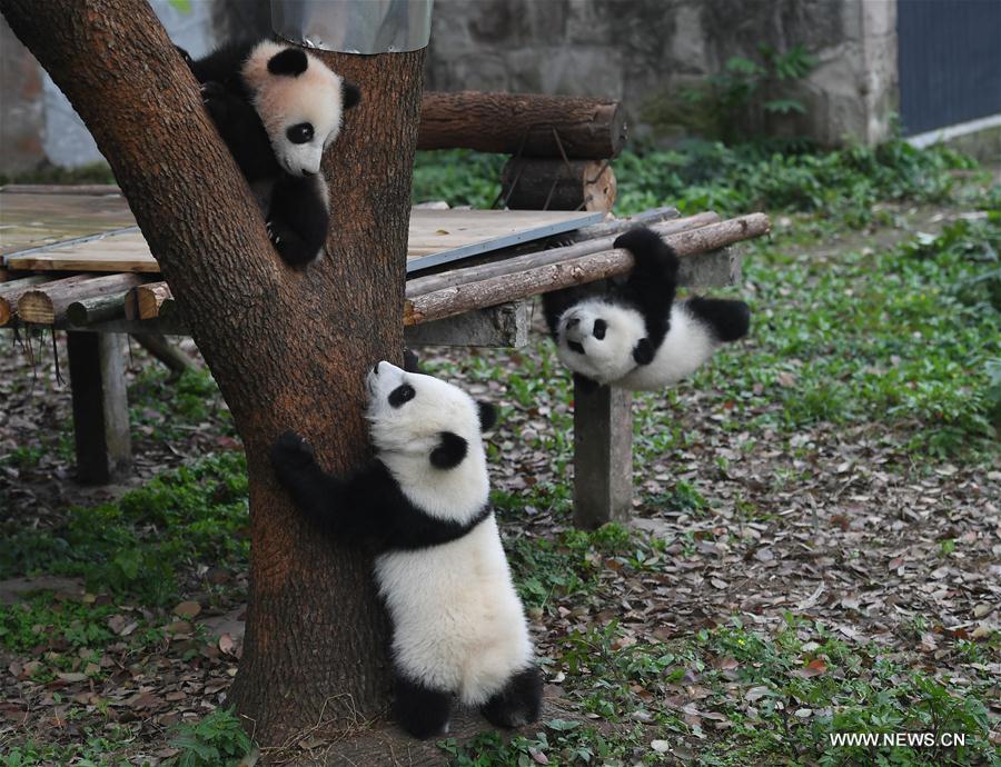 Trois bébés pandas nommés à l'occasion d'une cérémonie à Chongqing