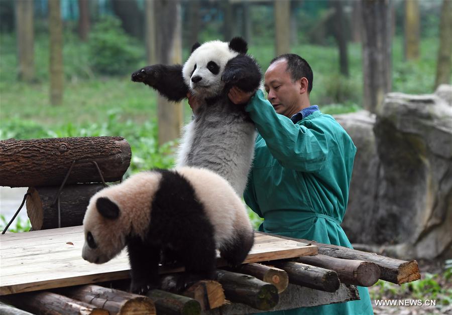 Trois bébés pandas nommés à l'occasion d'une cérémonie à Chongqing