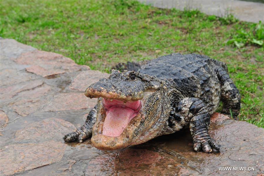 Chine : transfert d'alligators de Chine