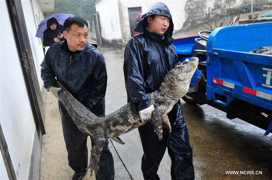 Chine : transfert d'alligators de Chine