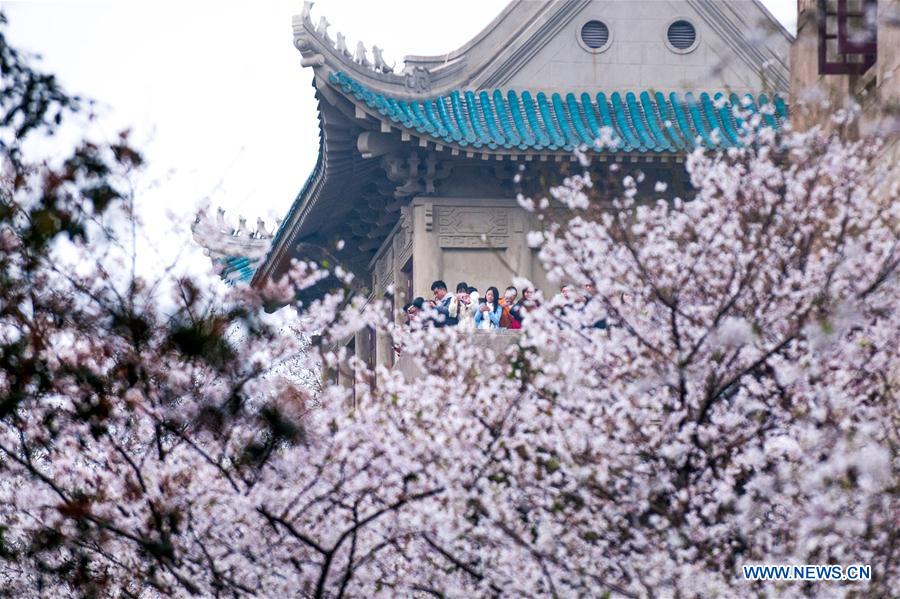 #CHINA-WUHAN-CHERRY BLOSSOMS (CN) 