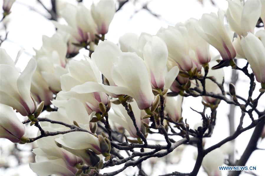 Fleurs de Magnolia Yulan dans l'est de la Chine