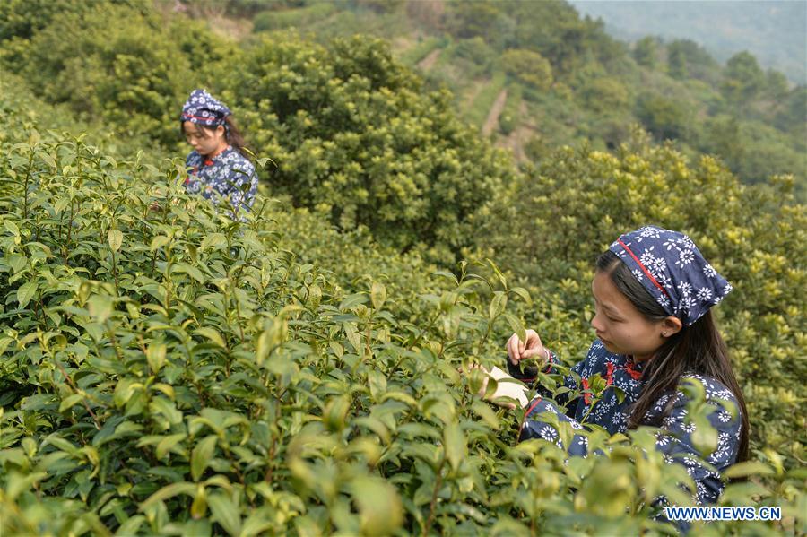 Cueillette du thé dans l'est de la Chine 