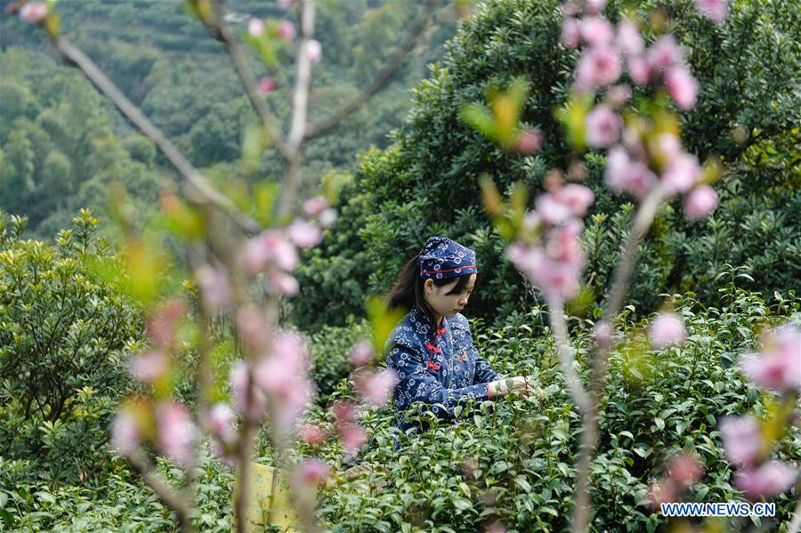 Cueillette du thé dans l'est de la Chine 